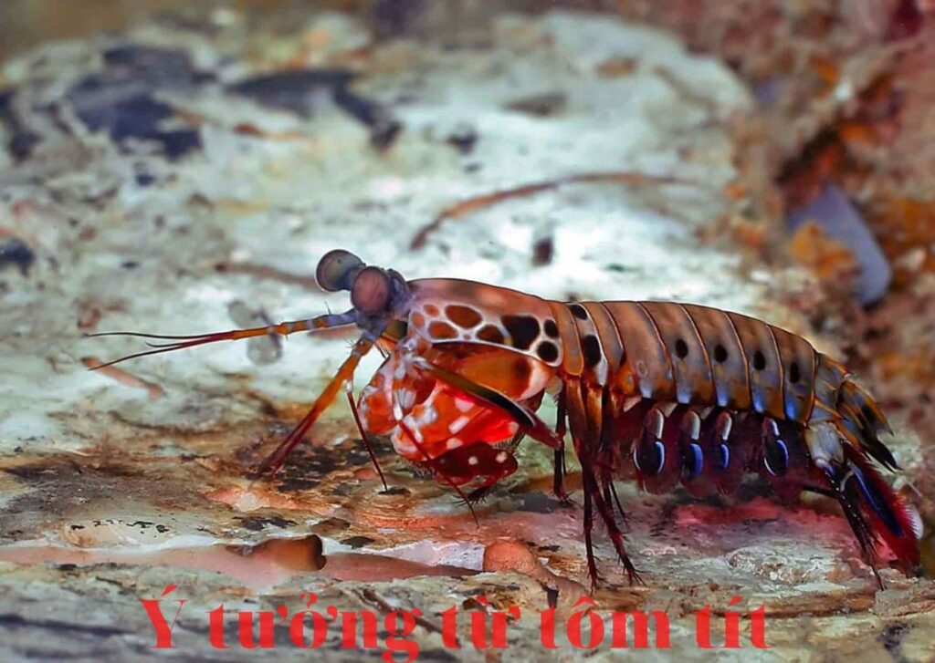 tôm tít